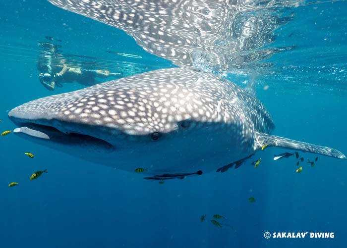 packages diving in Madagascar